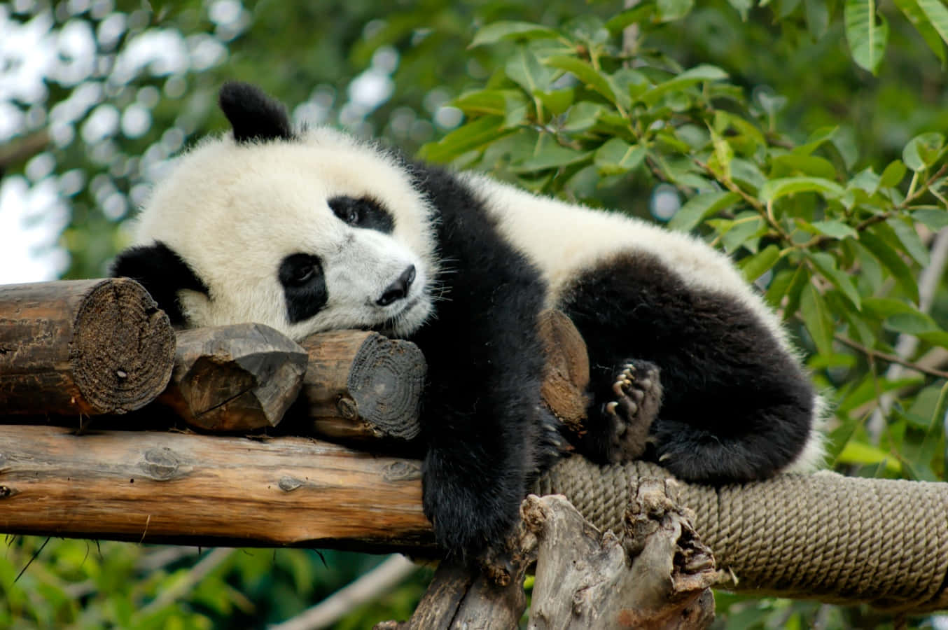 Ensød Panda Som Muncher På Noget Bambus.