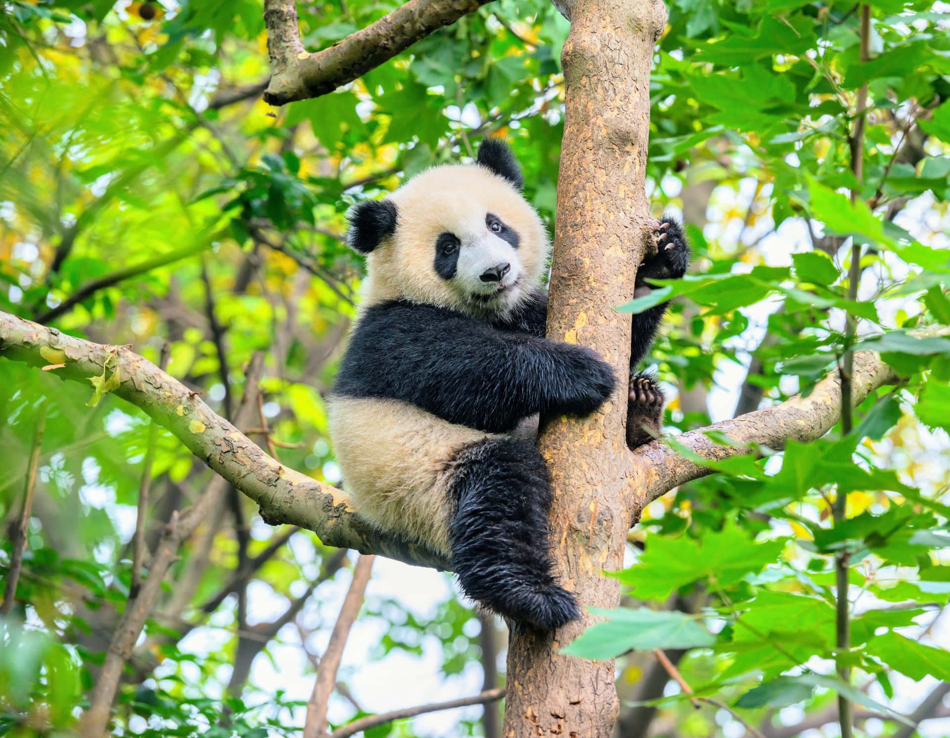 A Panda Bear In A Tree