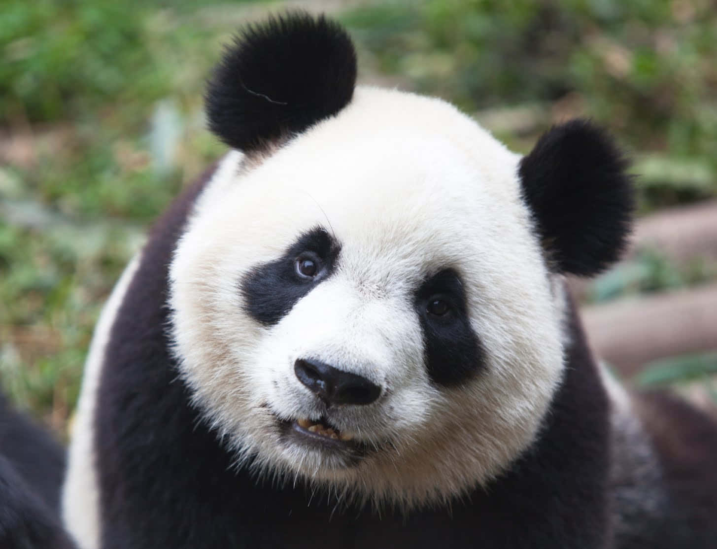 A Photgraph of a Cute Panda Snoozing