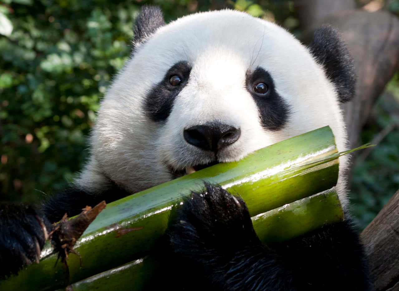 Pequeñooso Panda Disfruta De Un Encuentro De Juego A Mediodía.