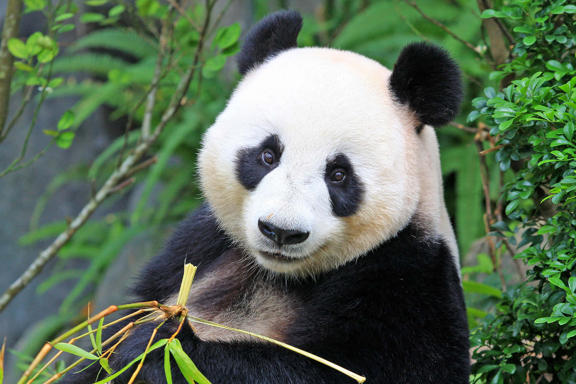 Niedlicherbaby-panda Genießt Seine Mahlzeit