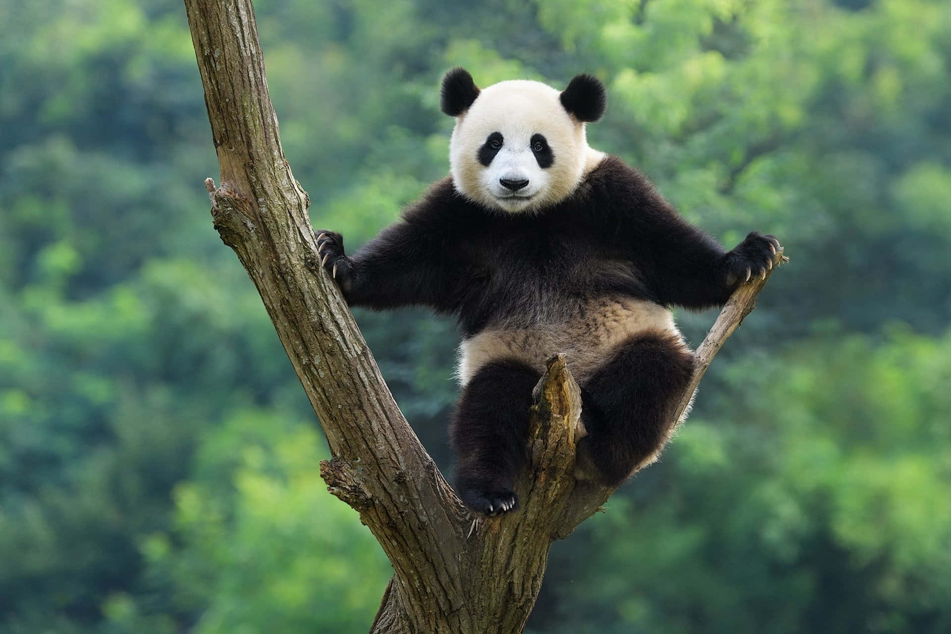 Ensvartvit Panda Tuggar På Färsk Bambu I Gräset.
