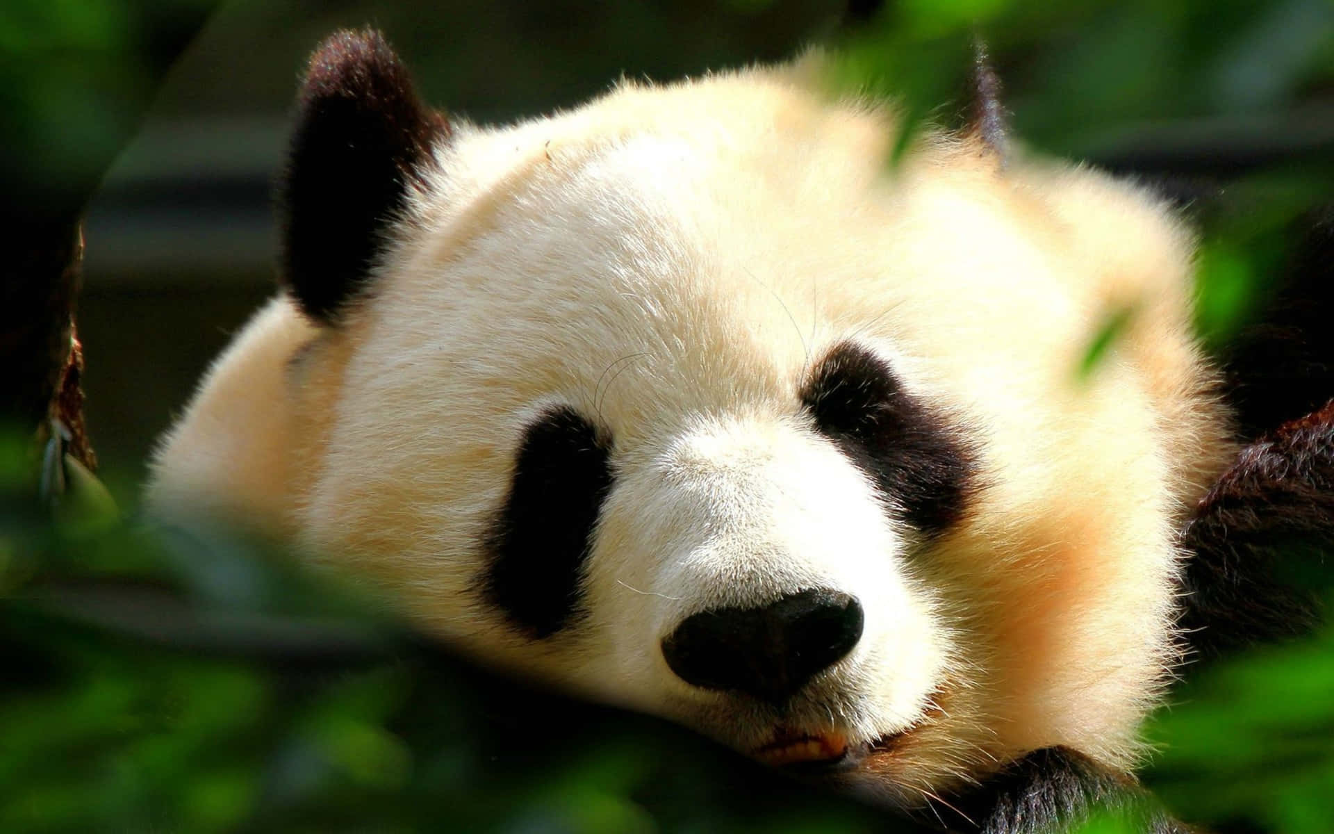 Imagenun Tierno Panda Gigante Descansa En Su Hábitat Natural.