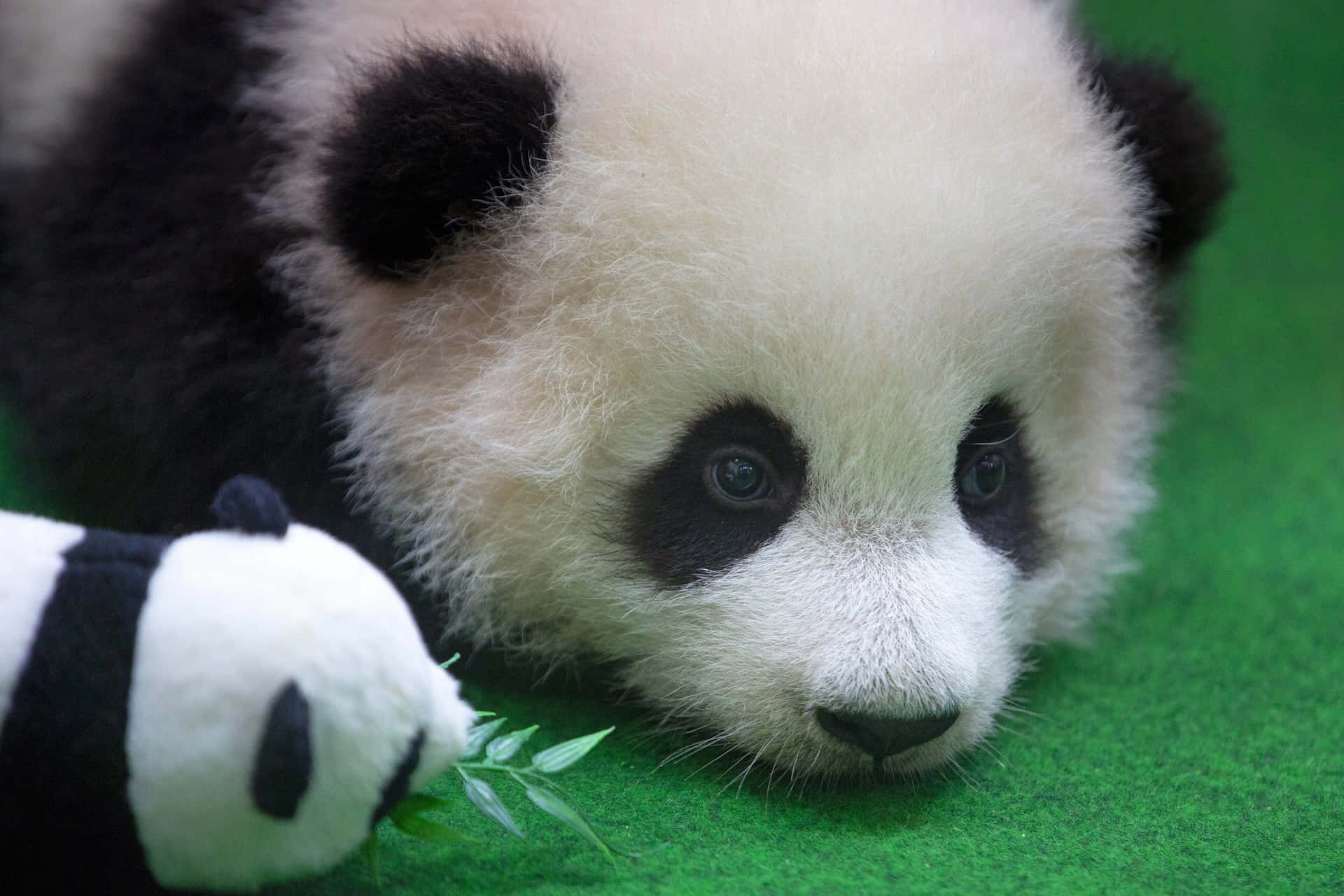 Enkæmpe Panda Der Kigger Til Siden Med Et Stort Smil.
