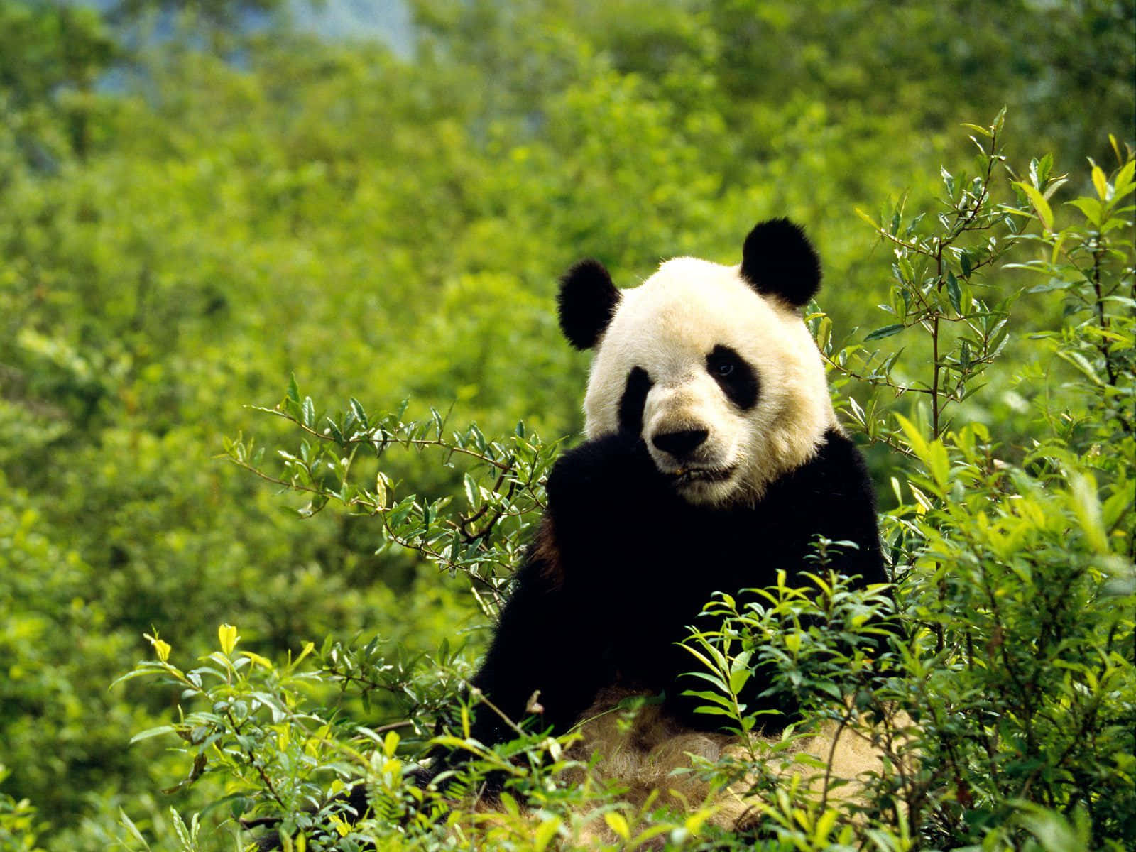 Exploradorde Pandas