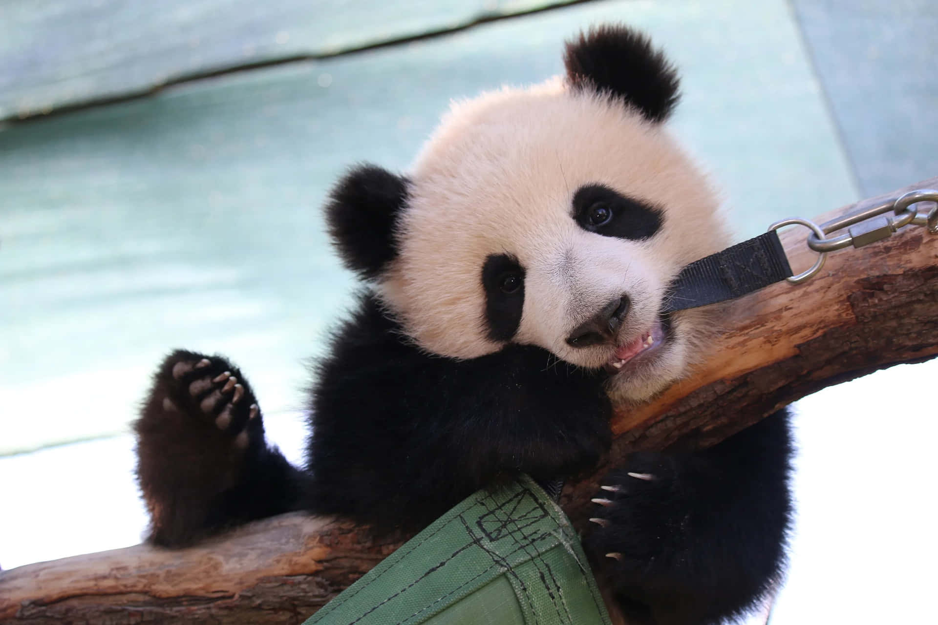 A happy panda eating a bamboo treat