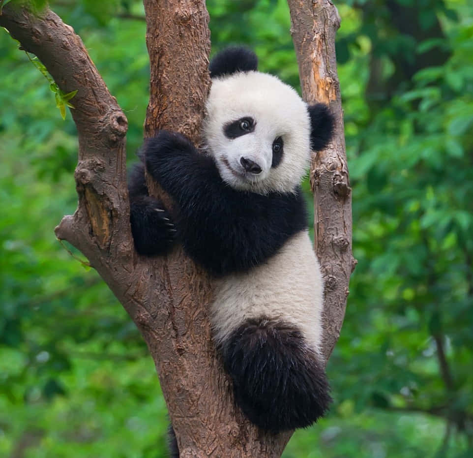 An adorable Giant Panda eating bamboo