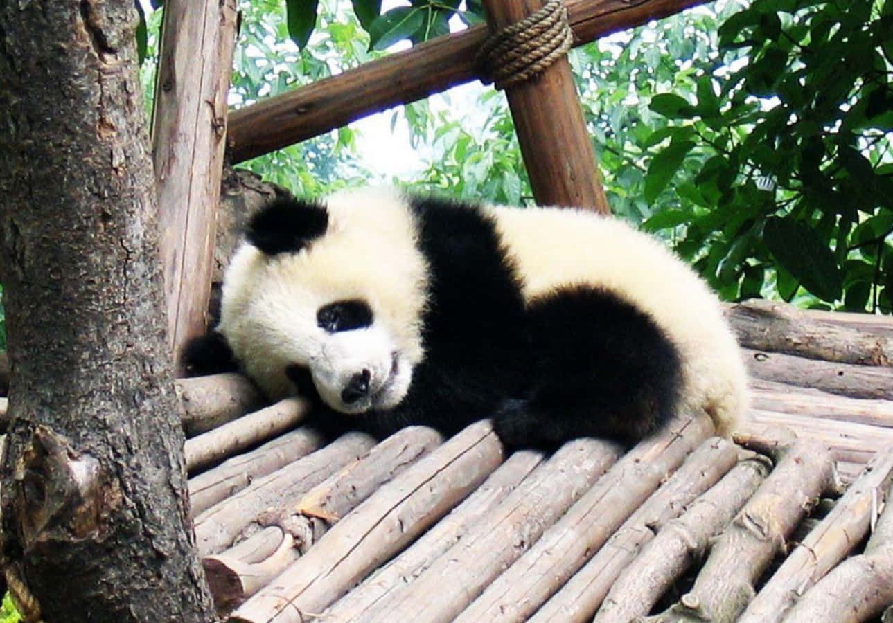A Panda Bear Laying On A Wooden Structure