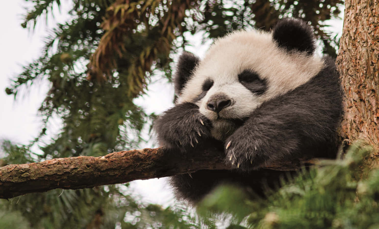 Adorable Panda Eating Bamboo in its Natural Habitat