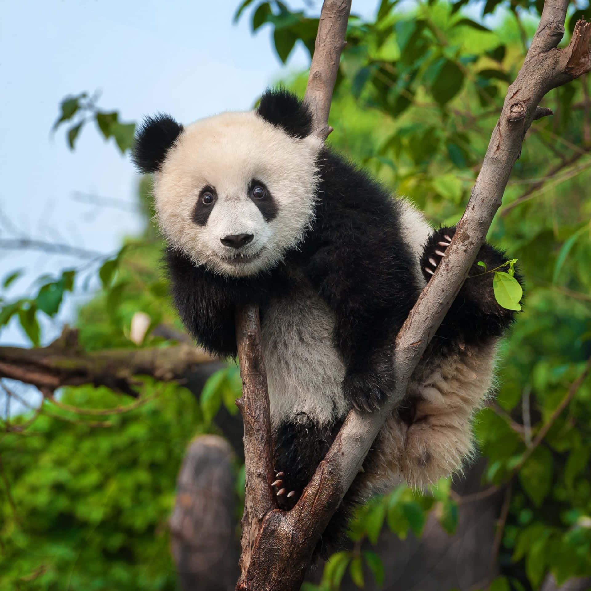 Enliten Panda Som Solar Sig