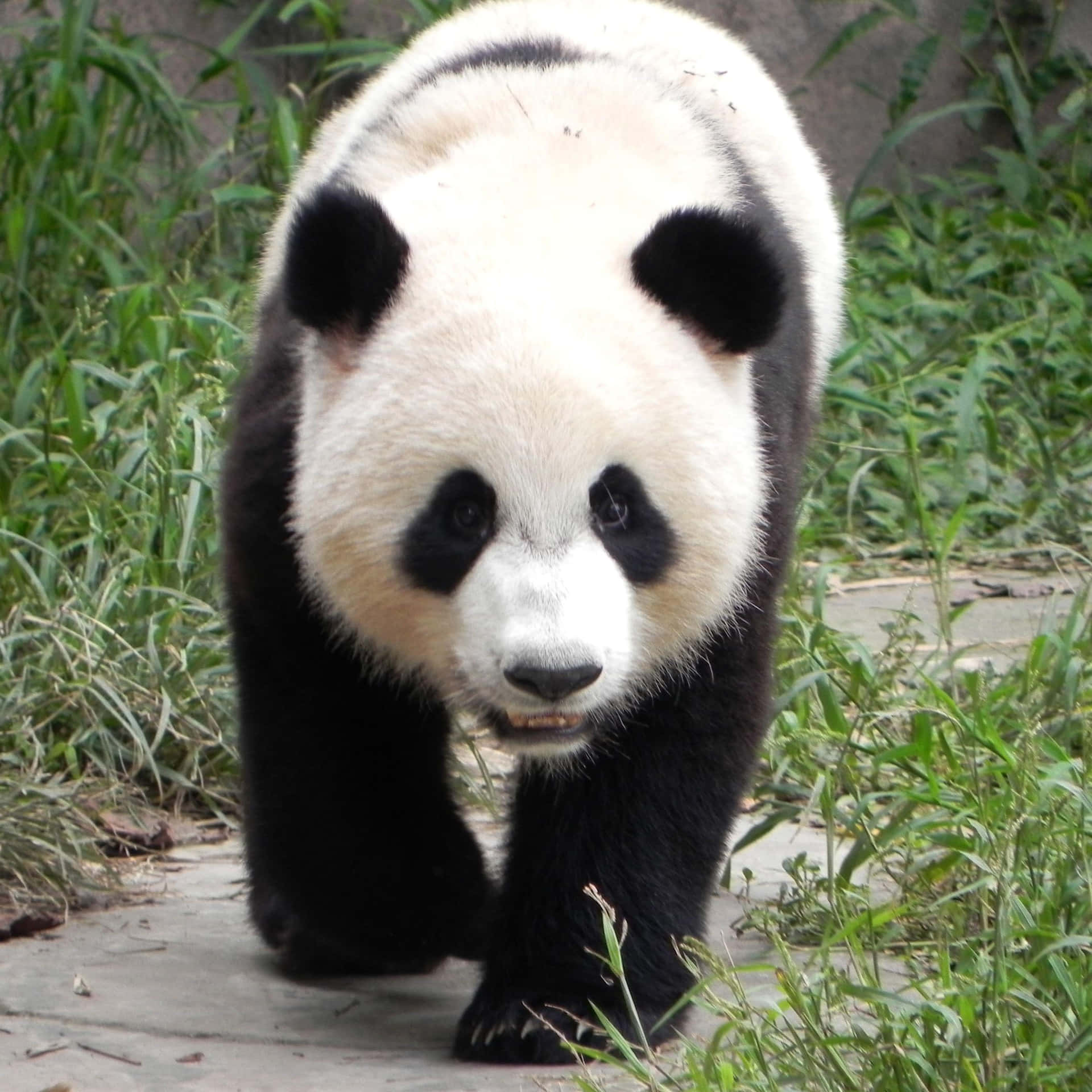 Enbedårande Pandabebis Med Stora Nyfikna Ögon.