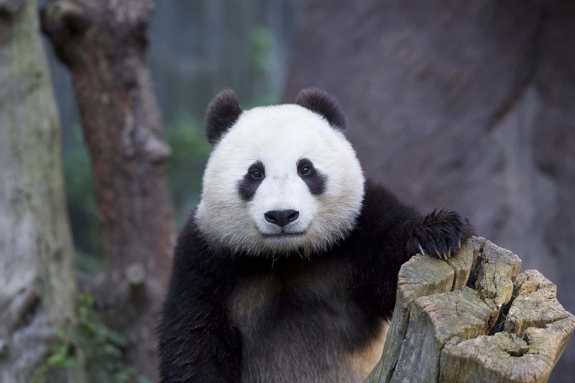 Unlindo Panda Disfrutando De Algunas Hojas Verdes Frescas.