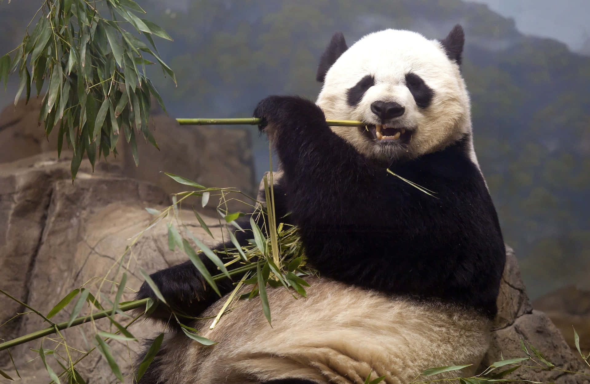 "A peacefully snoozing Giant Panda"