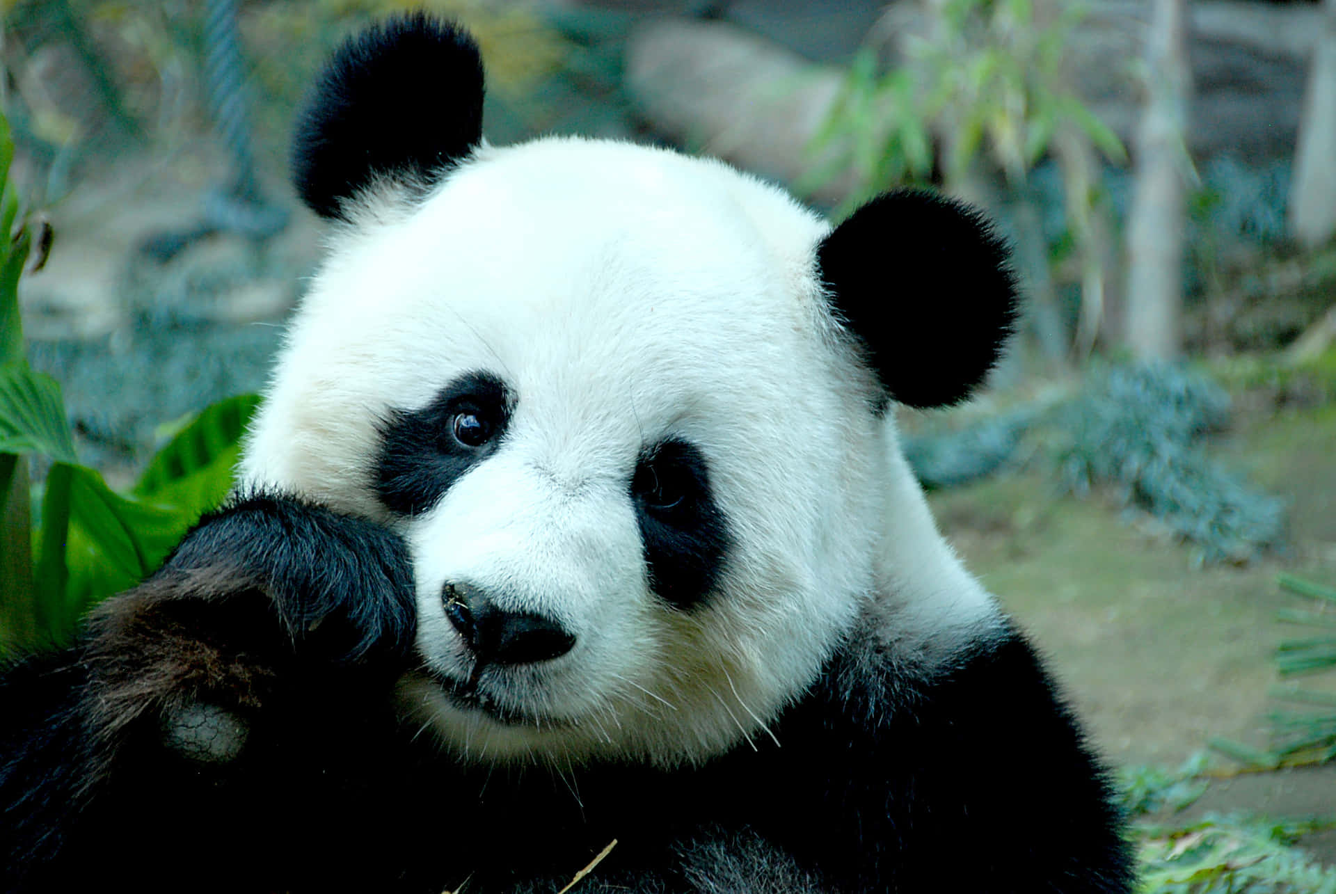 Bildpå En Söt Baby-panda Som Hänger Ute I Sin Naturliga Miljö.