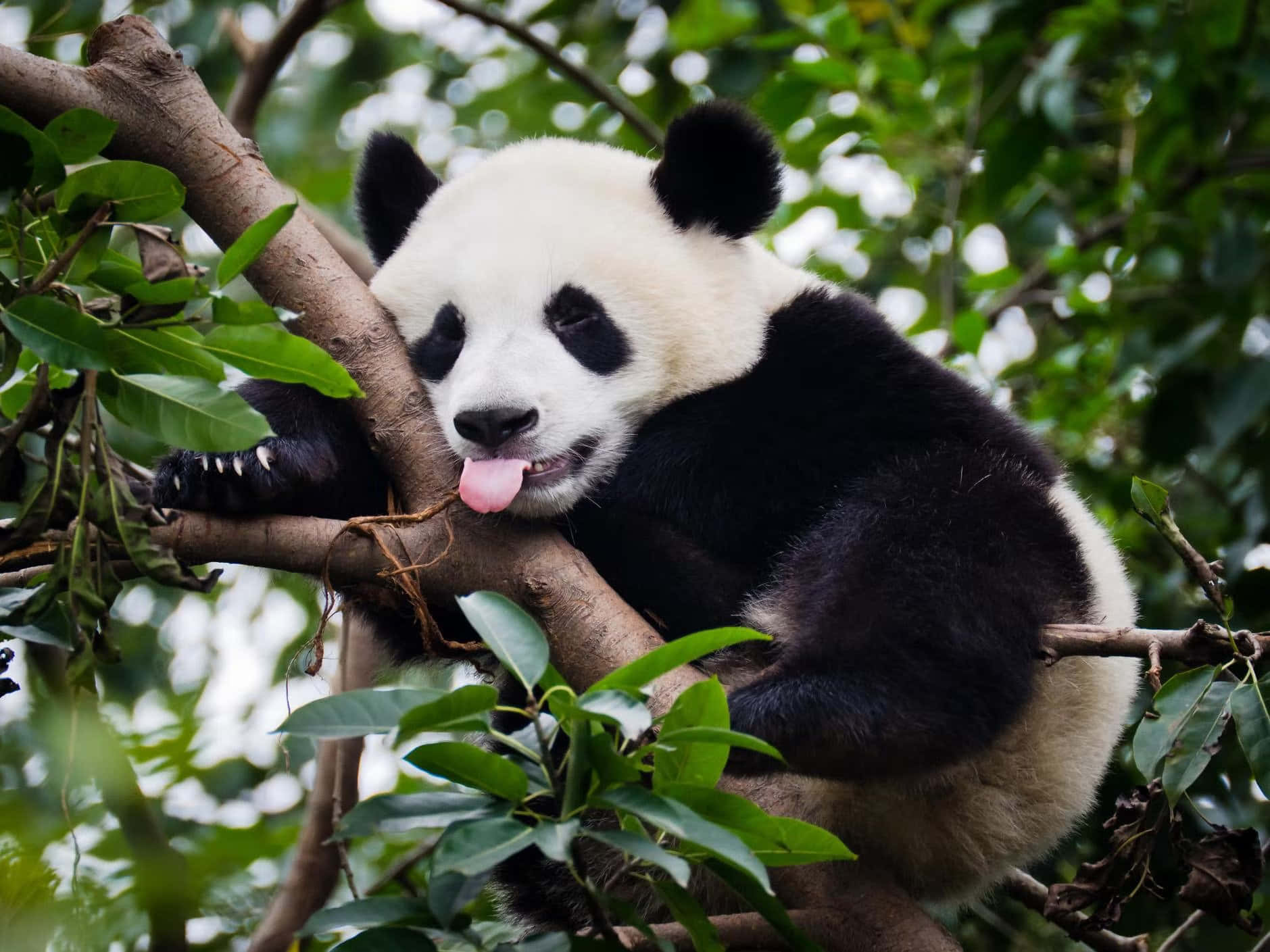 Pequeñocachorro De Panda Asomándose Desde Detrás De Un Árbol