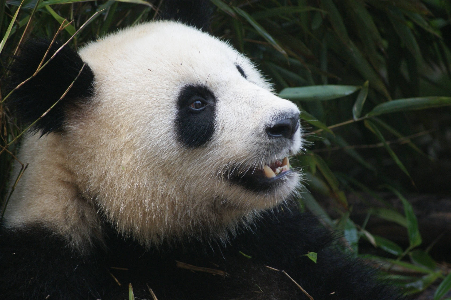 Panda Sharp Teeth
