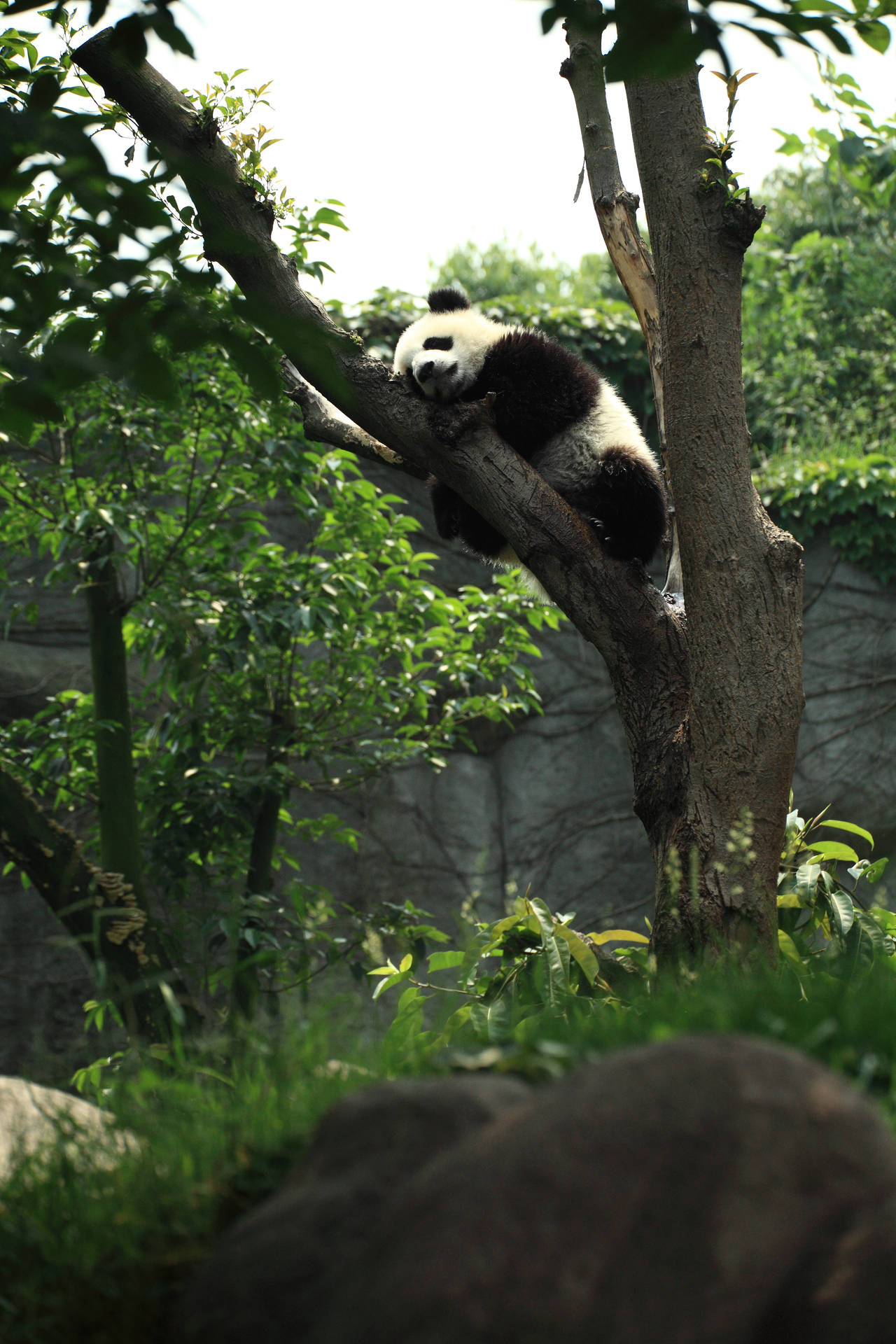 Panda Sleeping On Tree