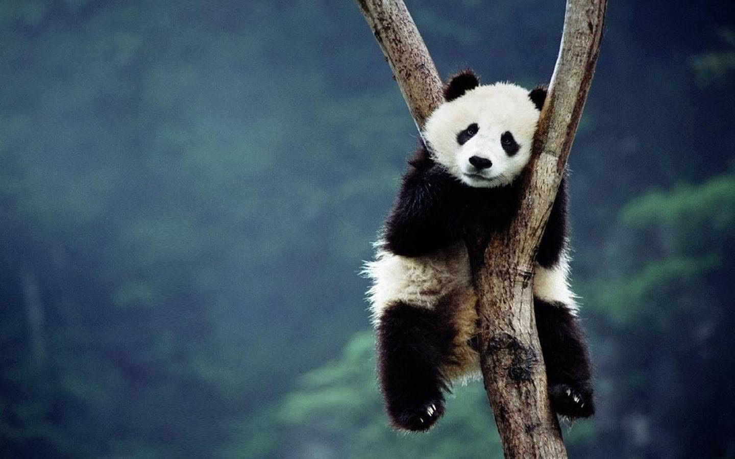 Cute Panda in Landscape Wallpaper