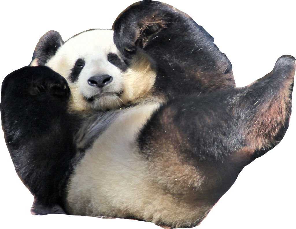 Panda Waving Hello.png PNG