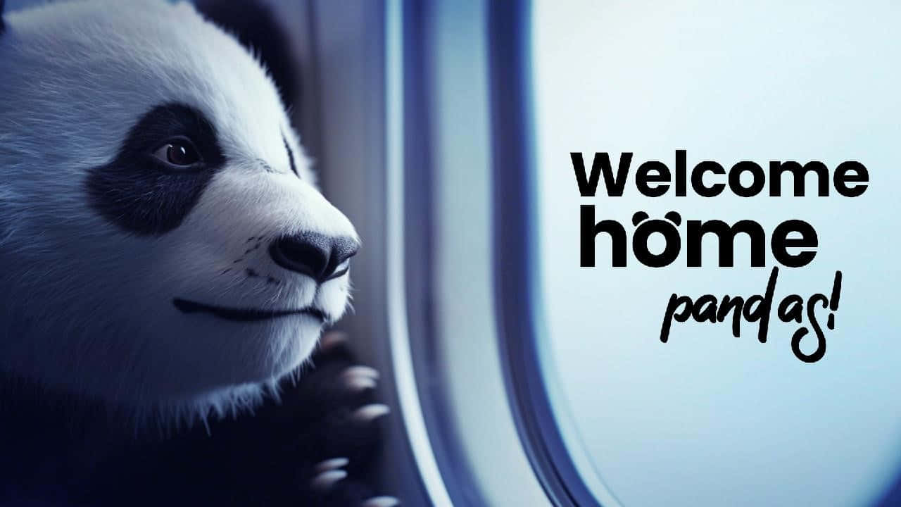 Panda Welcome Home Airplane Window Wallpaper