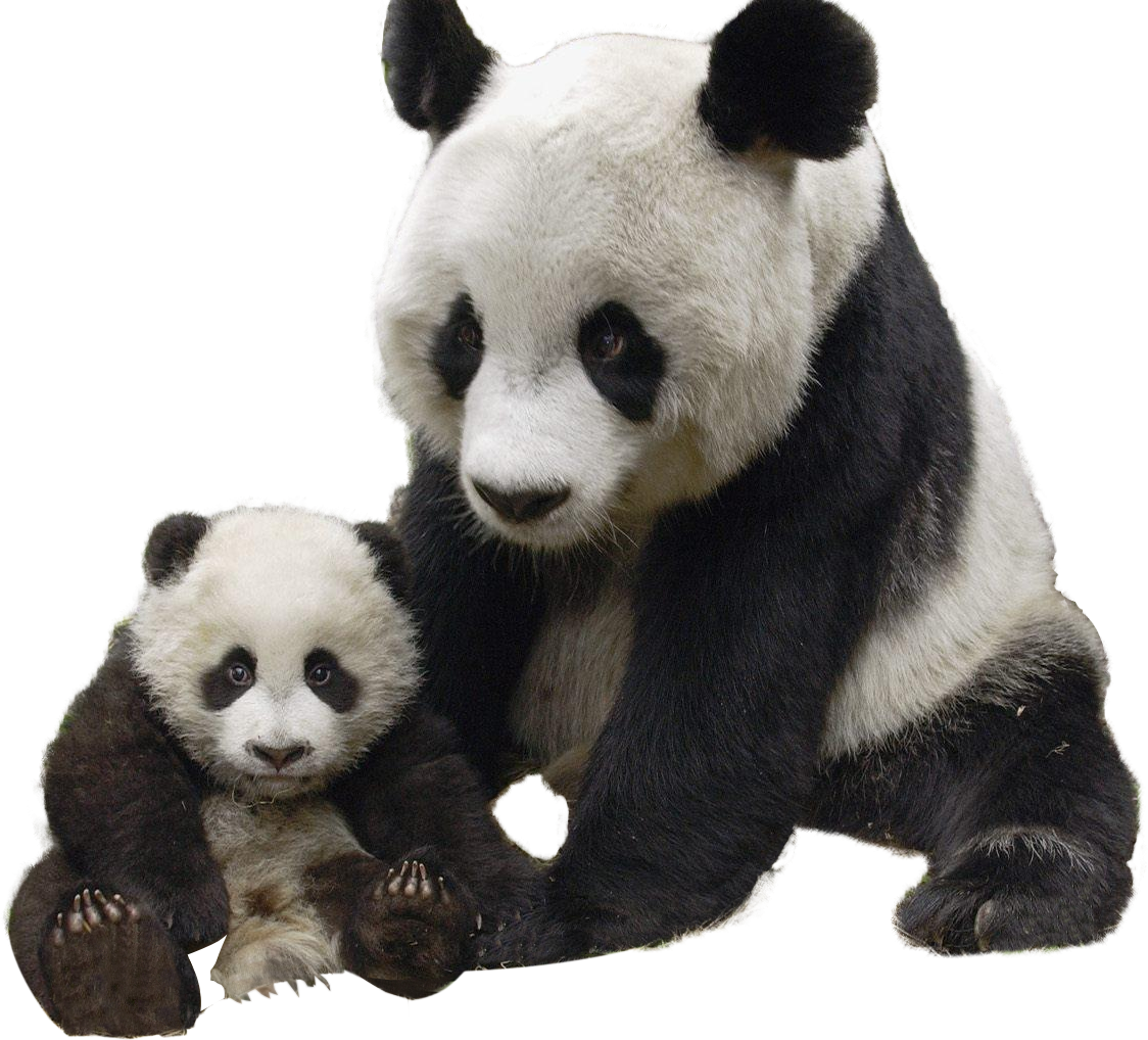 Pandaand Cub Togetherness PNG