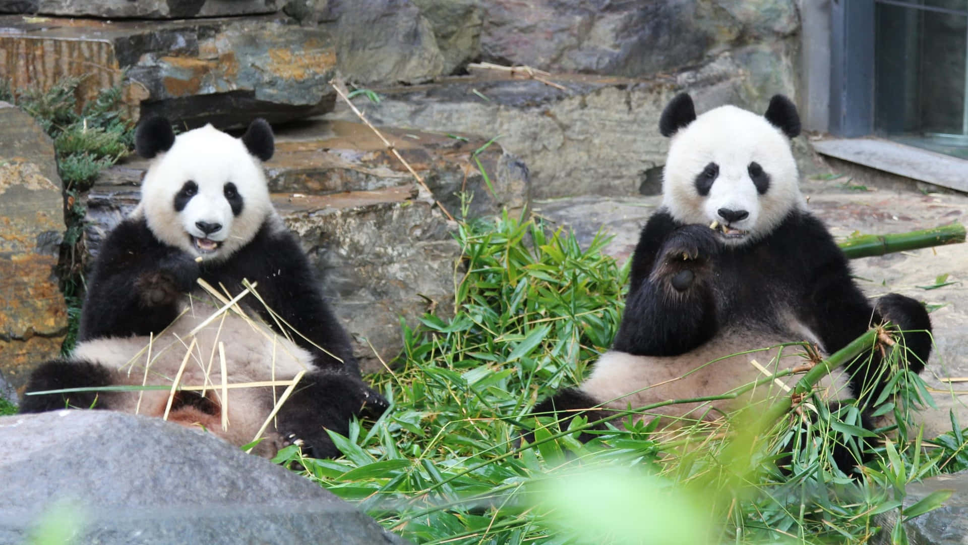 Pandas Enjoying Bamboo Adelaide Zoo Wallpaper