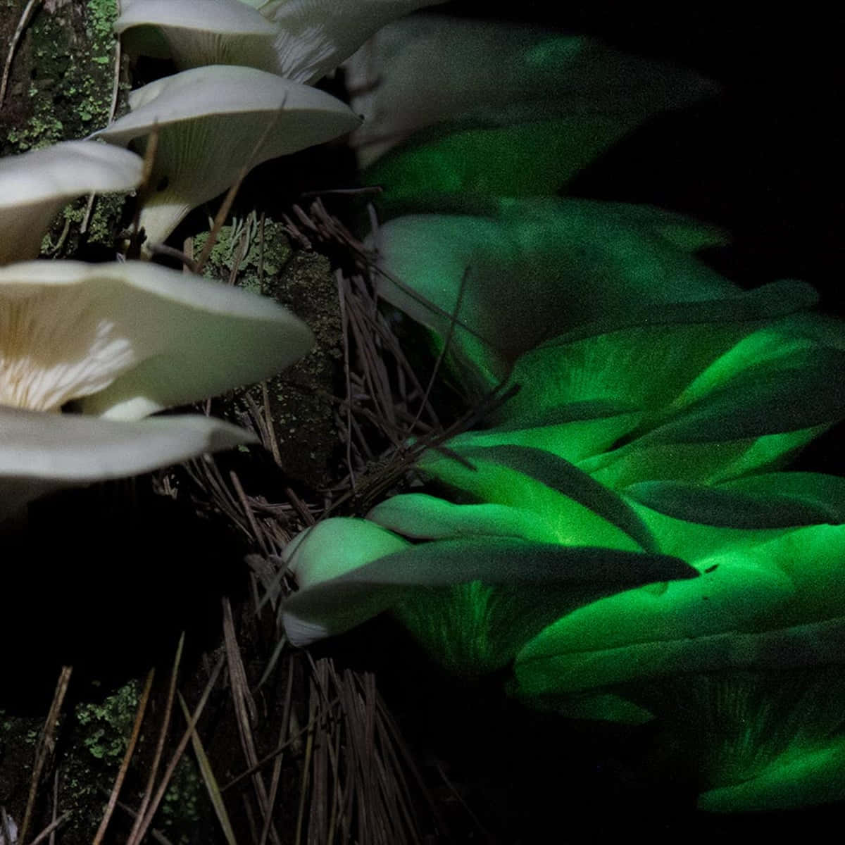 Panellus Fungus With Green Glow Picture