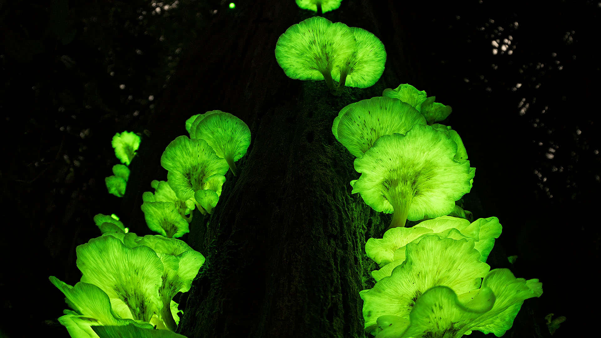 Panellus Fungus With Neon Green Cap Wallpaper