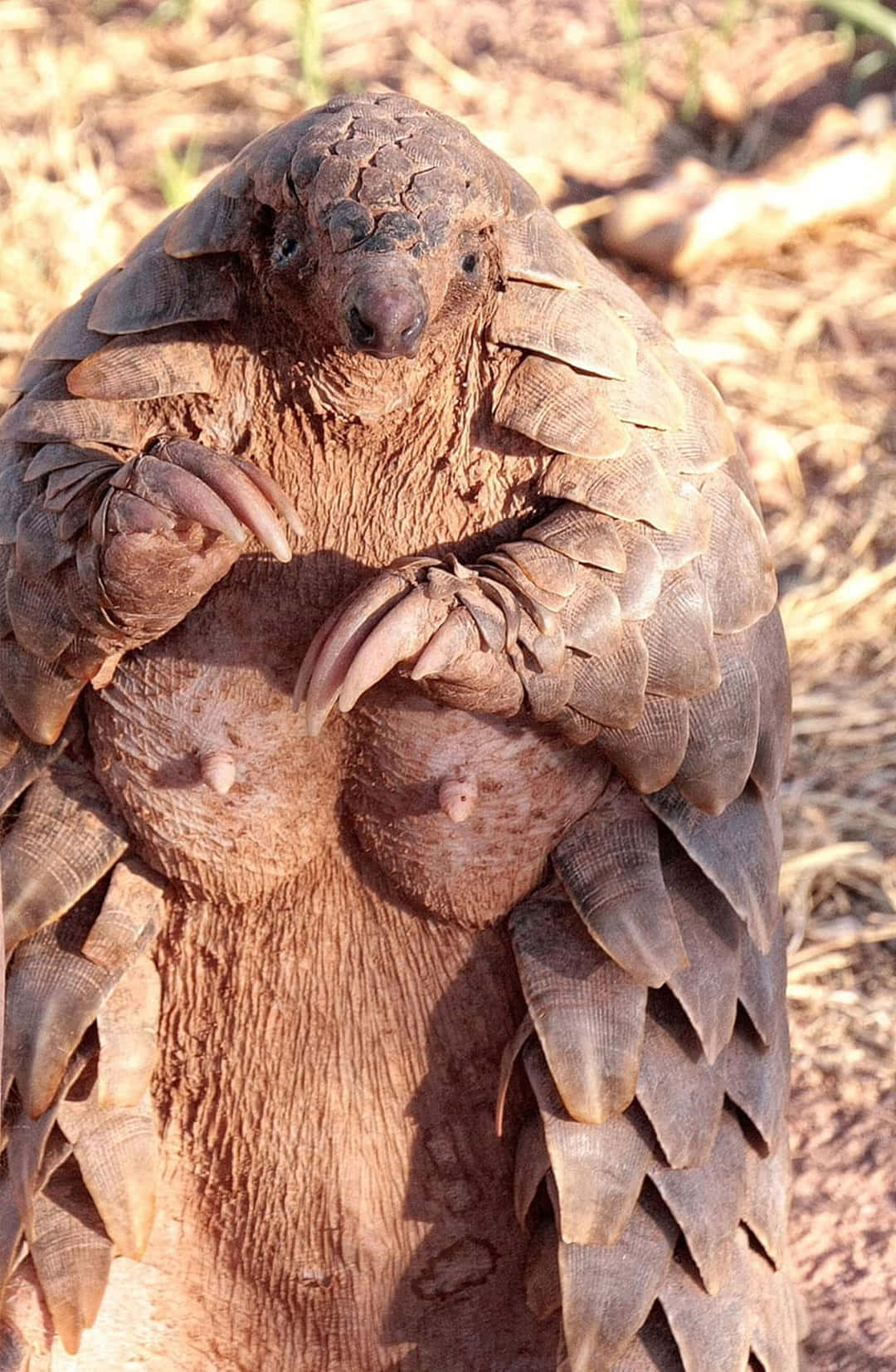 Pangolin Curled Up Protection Wallpaper