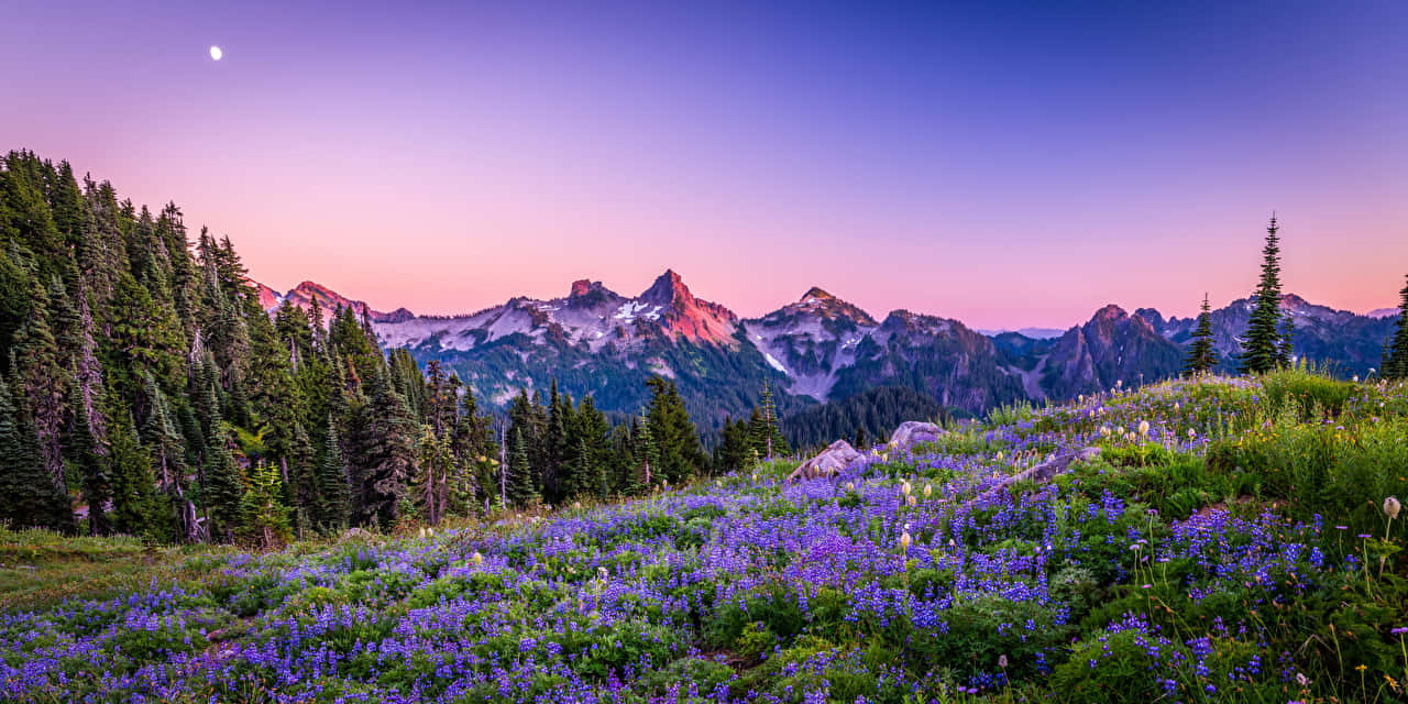 Lavender Field Panoramic Desktop Wallpaper