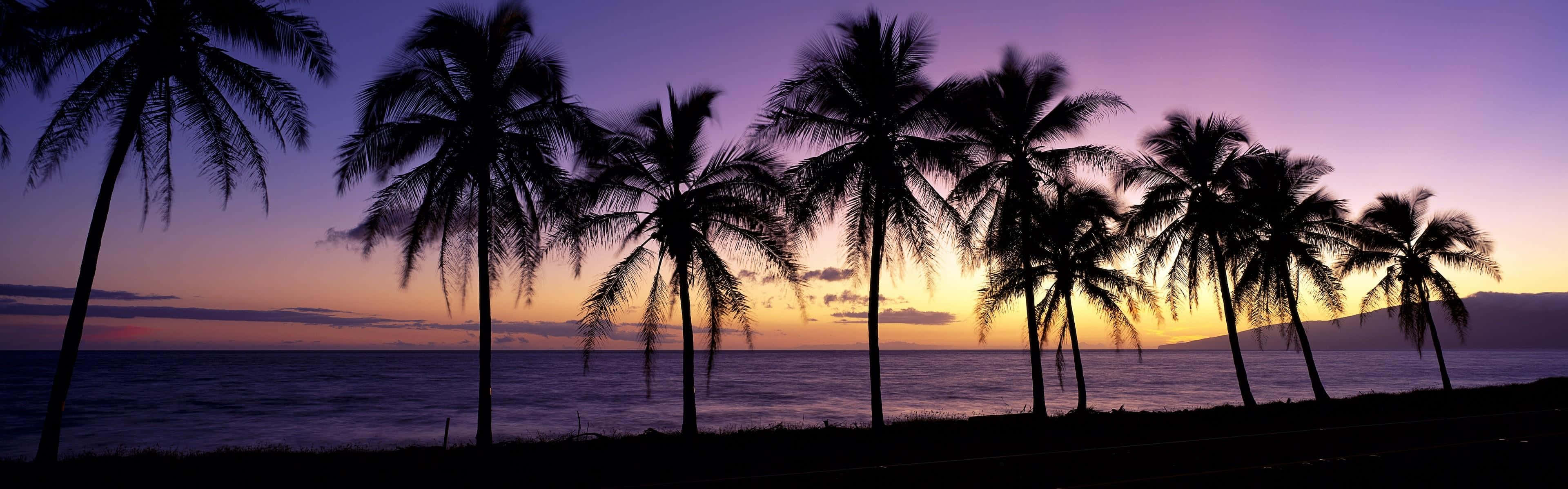 A Sunset With Palm Trees In The Background Wallpaper