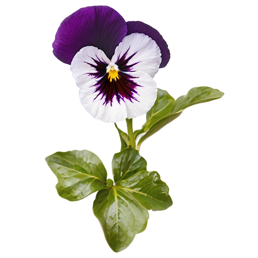 Pansy C PNG