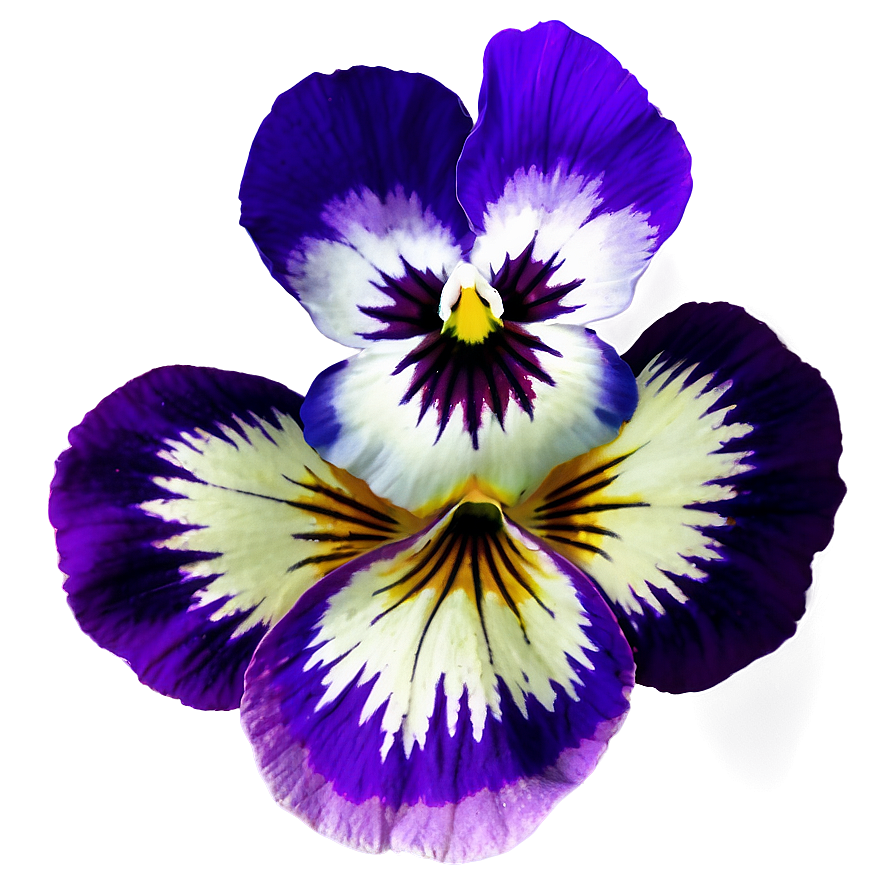 Download Pansy Icon Png Utp50 | Wallpapers.com