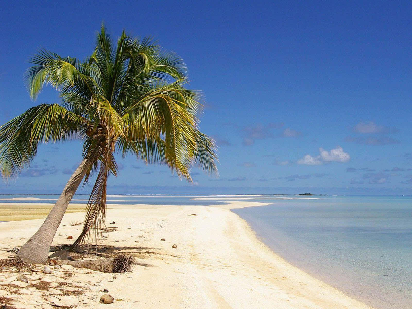 Pantai Beach Palm Tree Picture