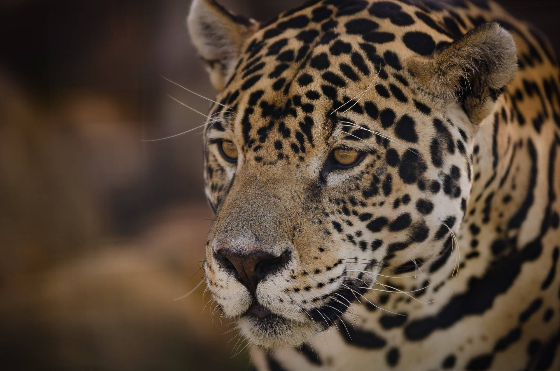 Pantanal Jaguar Background