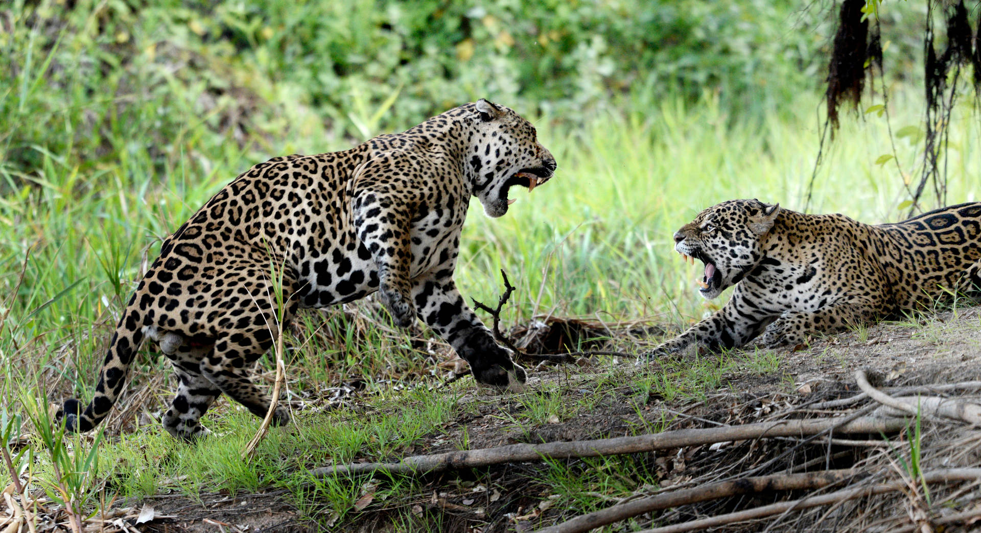 Pantanal Jaguars Background