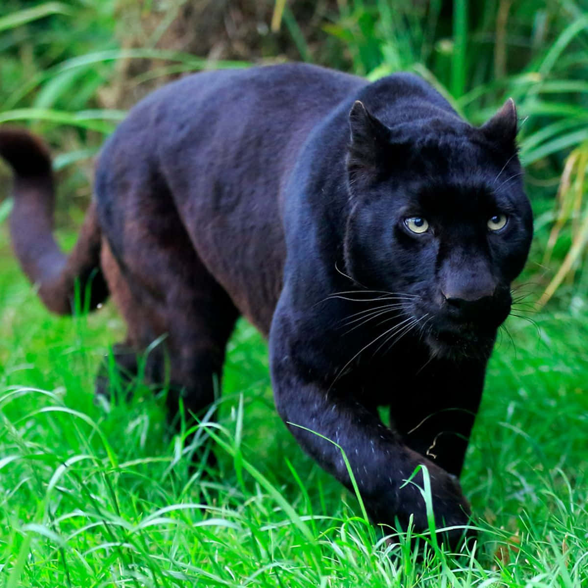 Majestic panther in a dark jungle