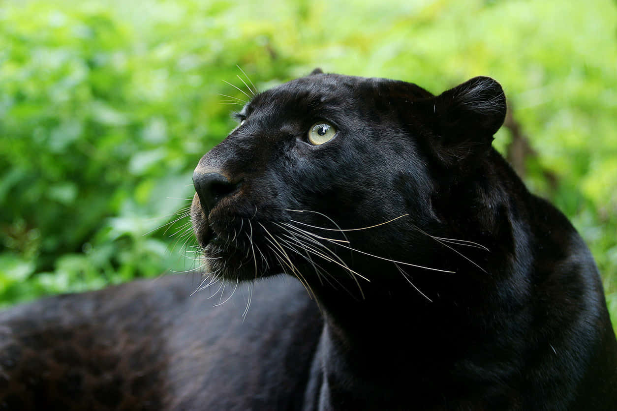 Majestic Panther in its Natural Habitat