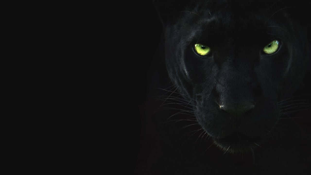 Captivating Black Panther Stalking in its Natural Habitat