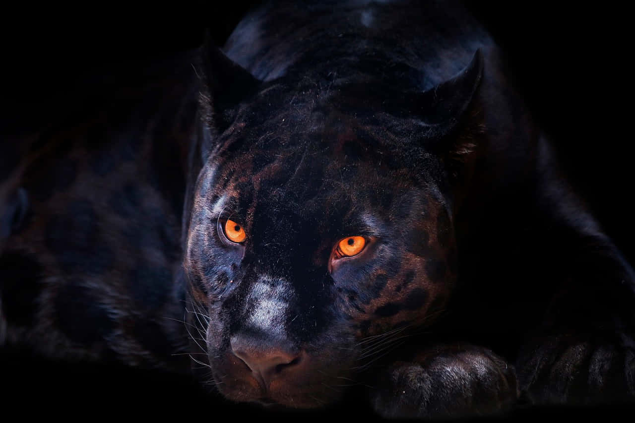 Majestic Black Panther in a Lush Jungle