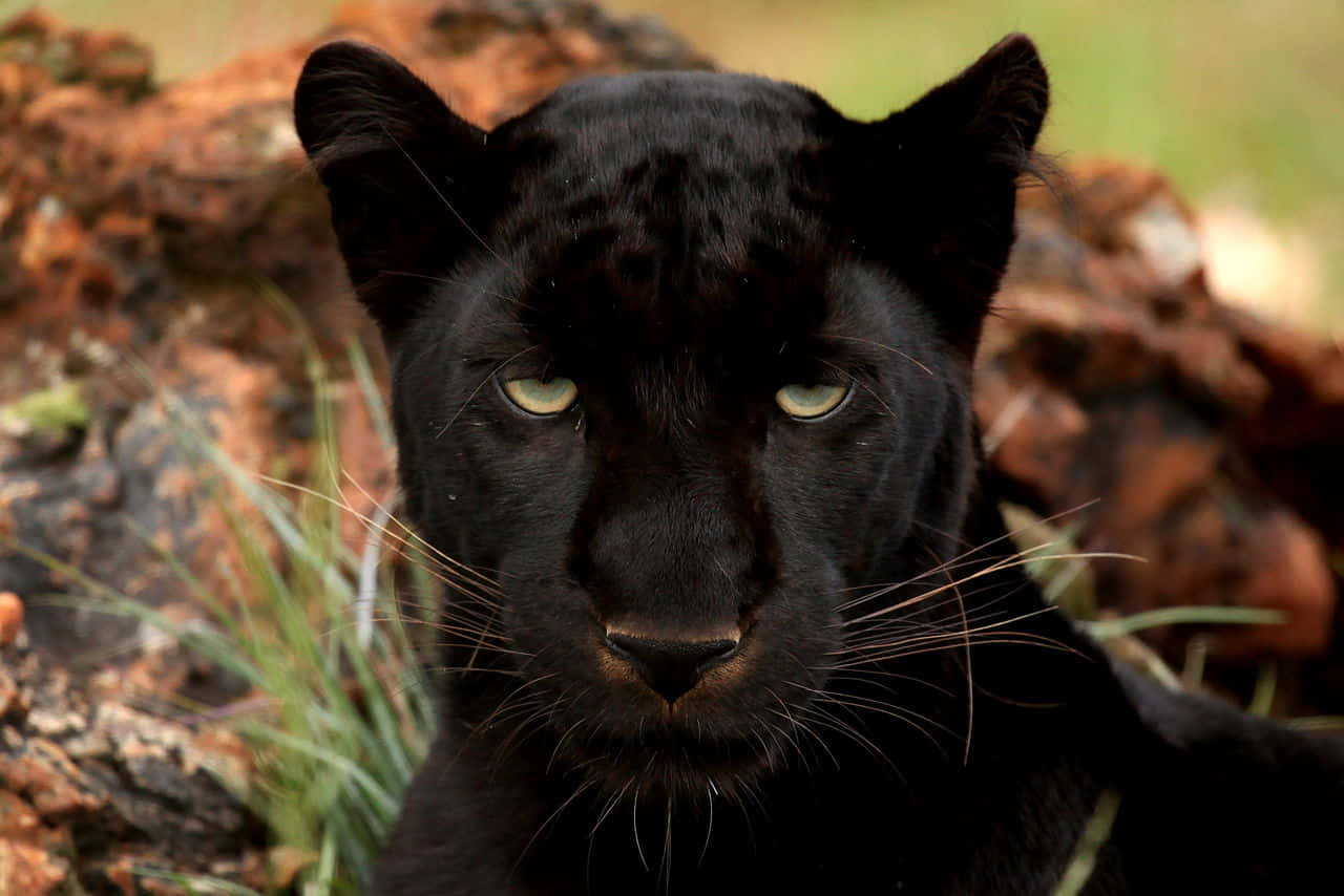 Majestic Black Panther in its natural habitat