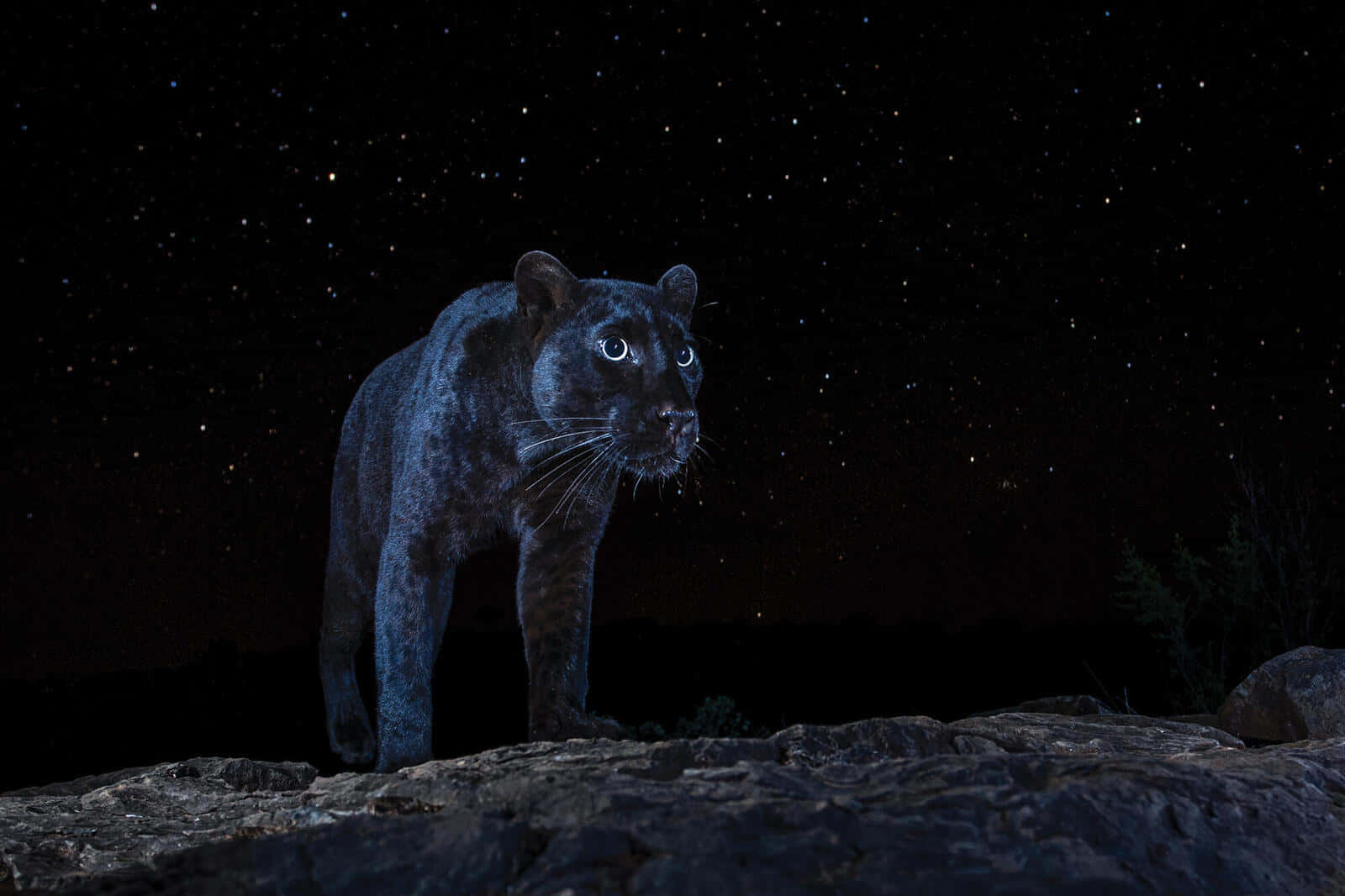 Majestic Black Panther Prowling in its Natural Habitat
