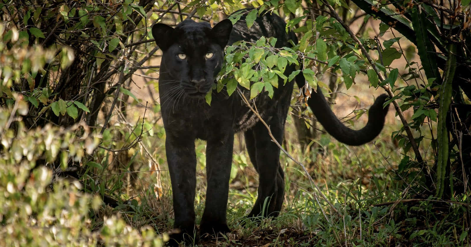 Captivating Panther Stare
