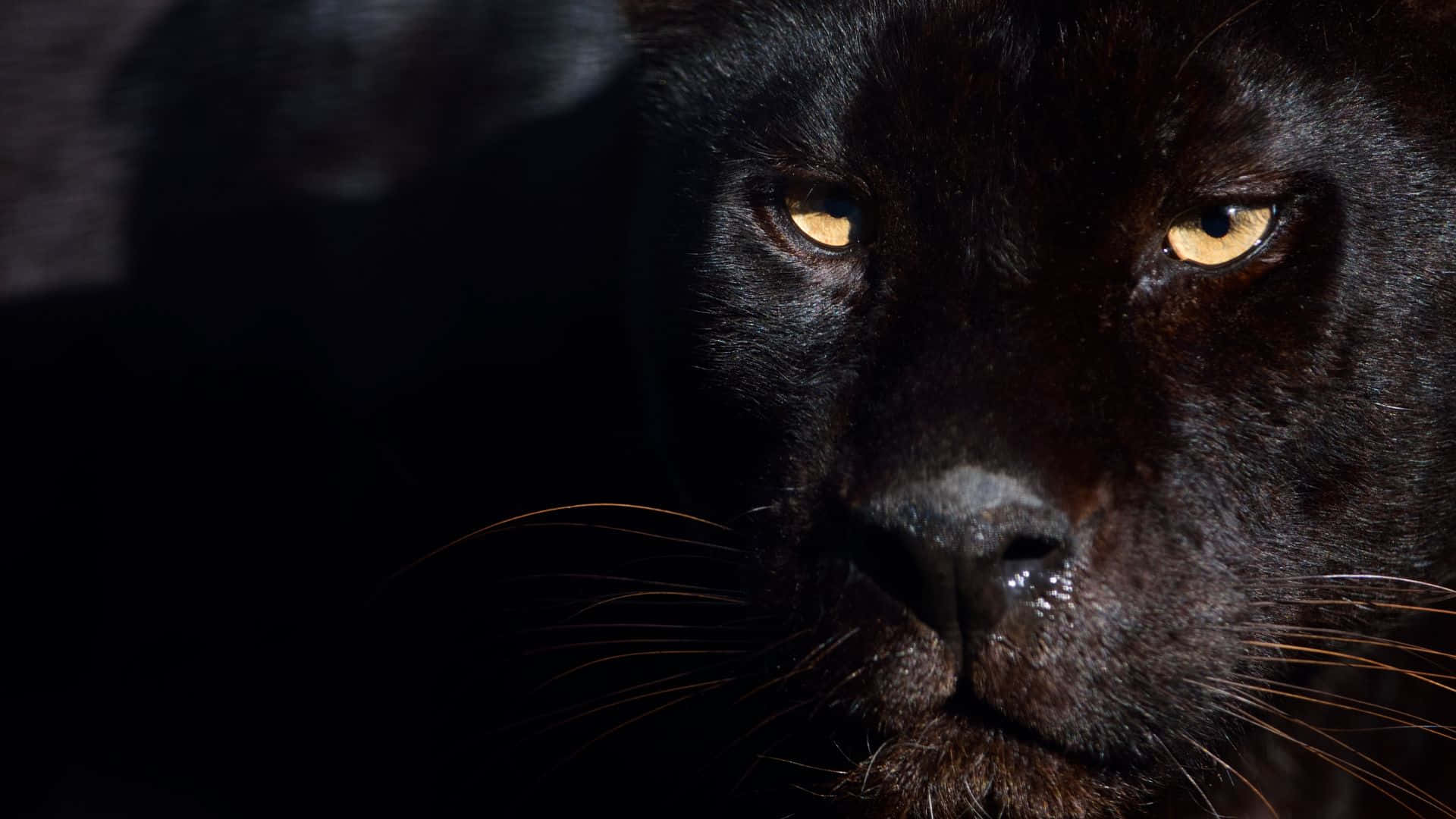 Majestic Black Panther in the Wild