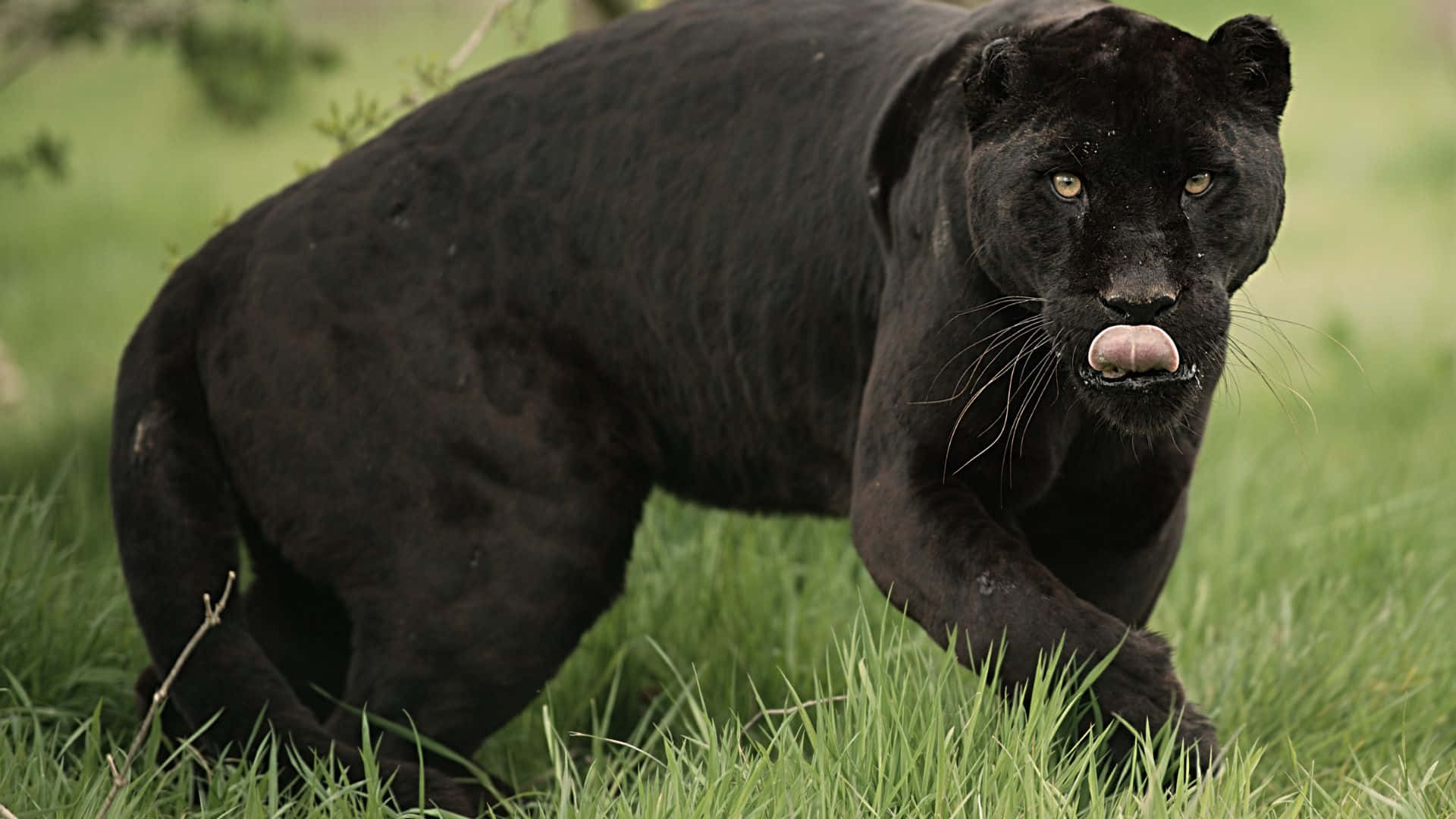 Caption: Majestic Black Panther Stalking in the Wild
