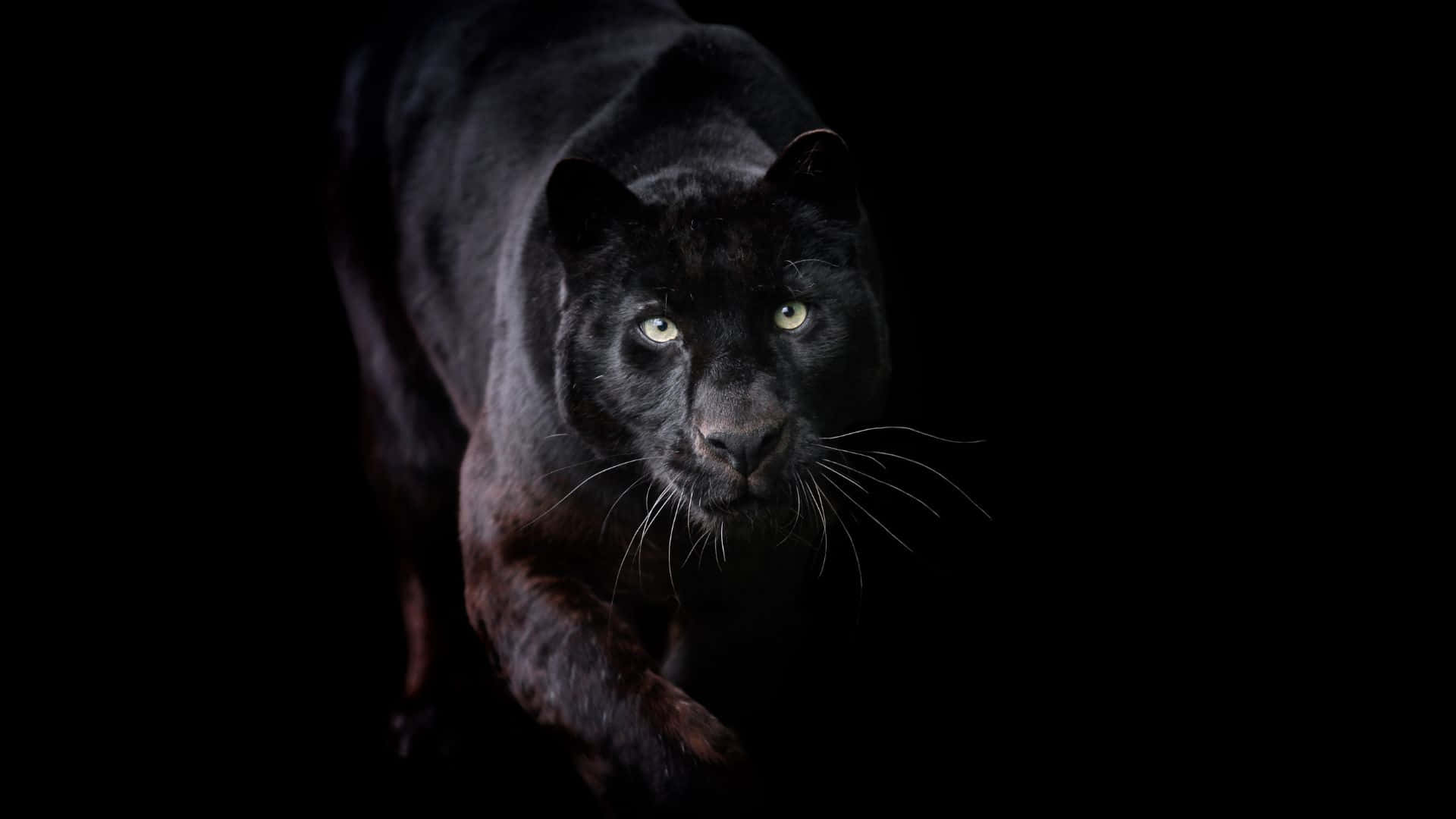 Captivating Panther Stare