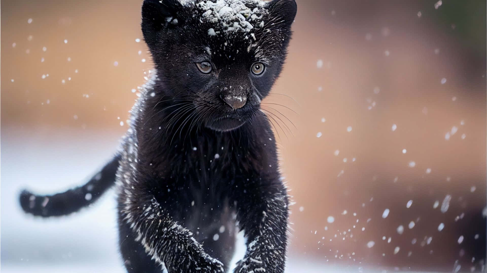 Stunning Black Panther Gazing into the Distance