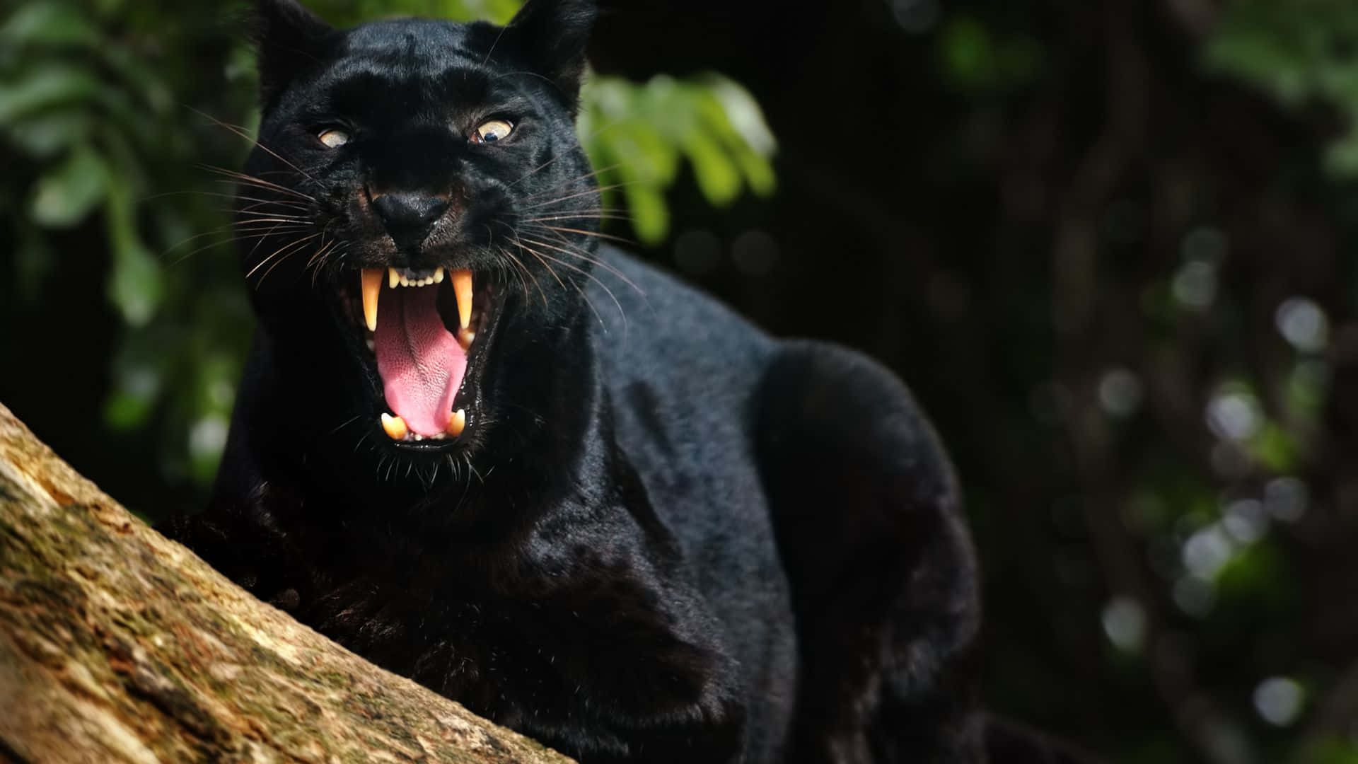Majestic Black Panther on the Prowl