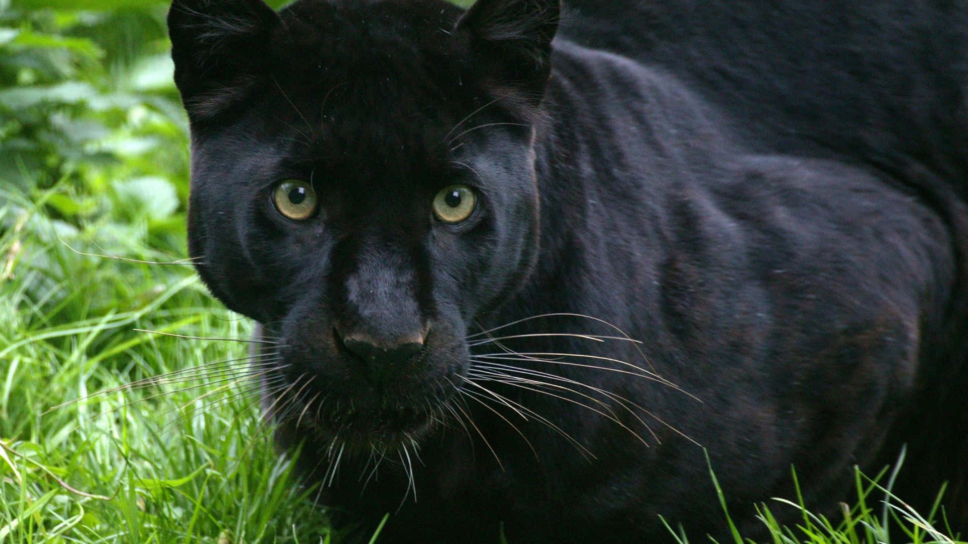 Majestic Black Panther Prowling in the Jungle
