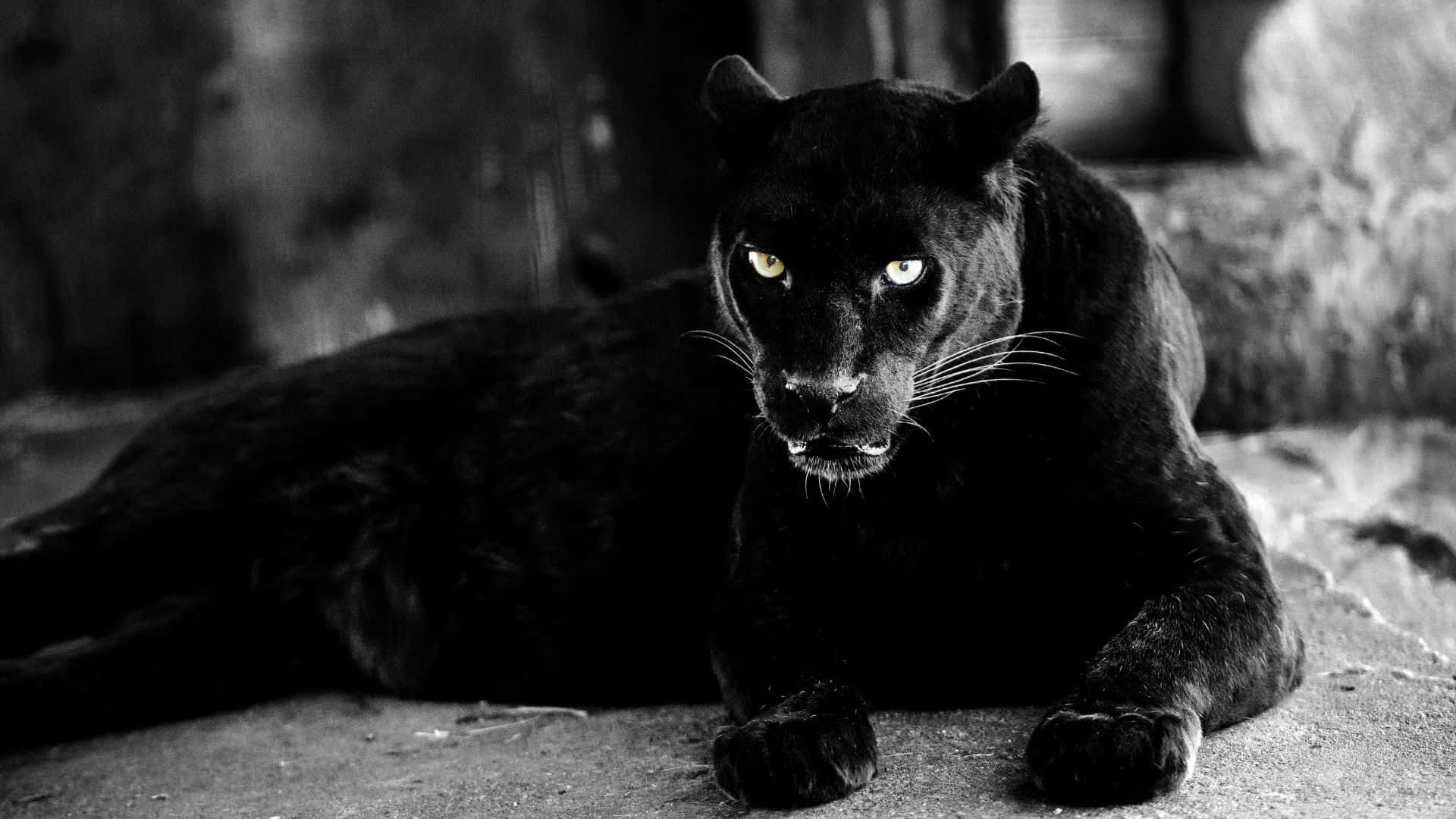 Majestic Black Panther Prowling in the Jungle